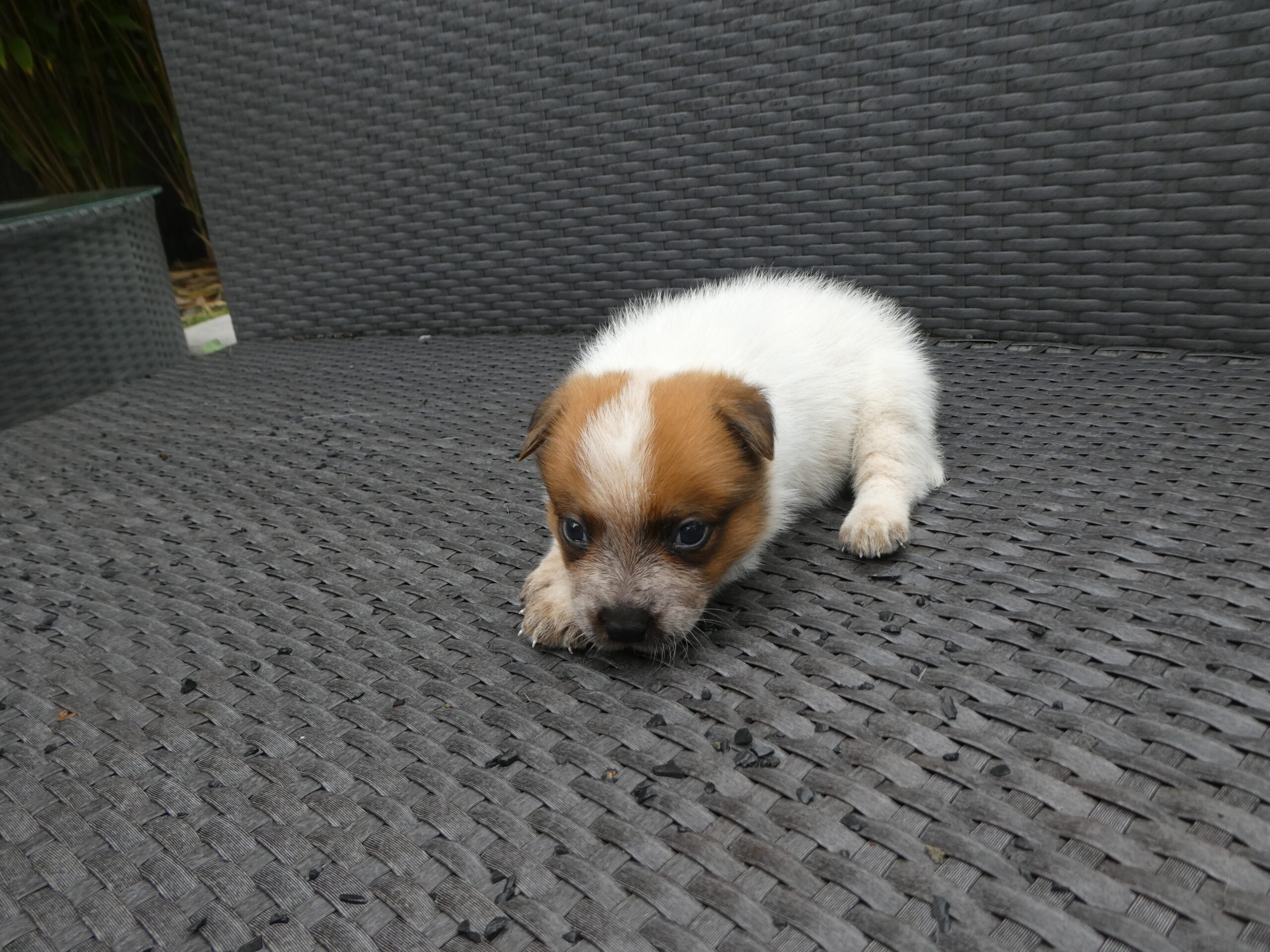 Purebred Australian Cattle dog puppies for sale Bundaberg Qld. Red female Australian Cattle dog puppy.