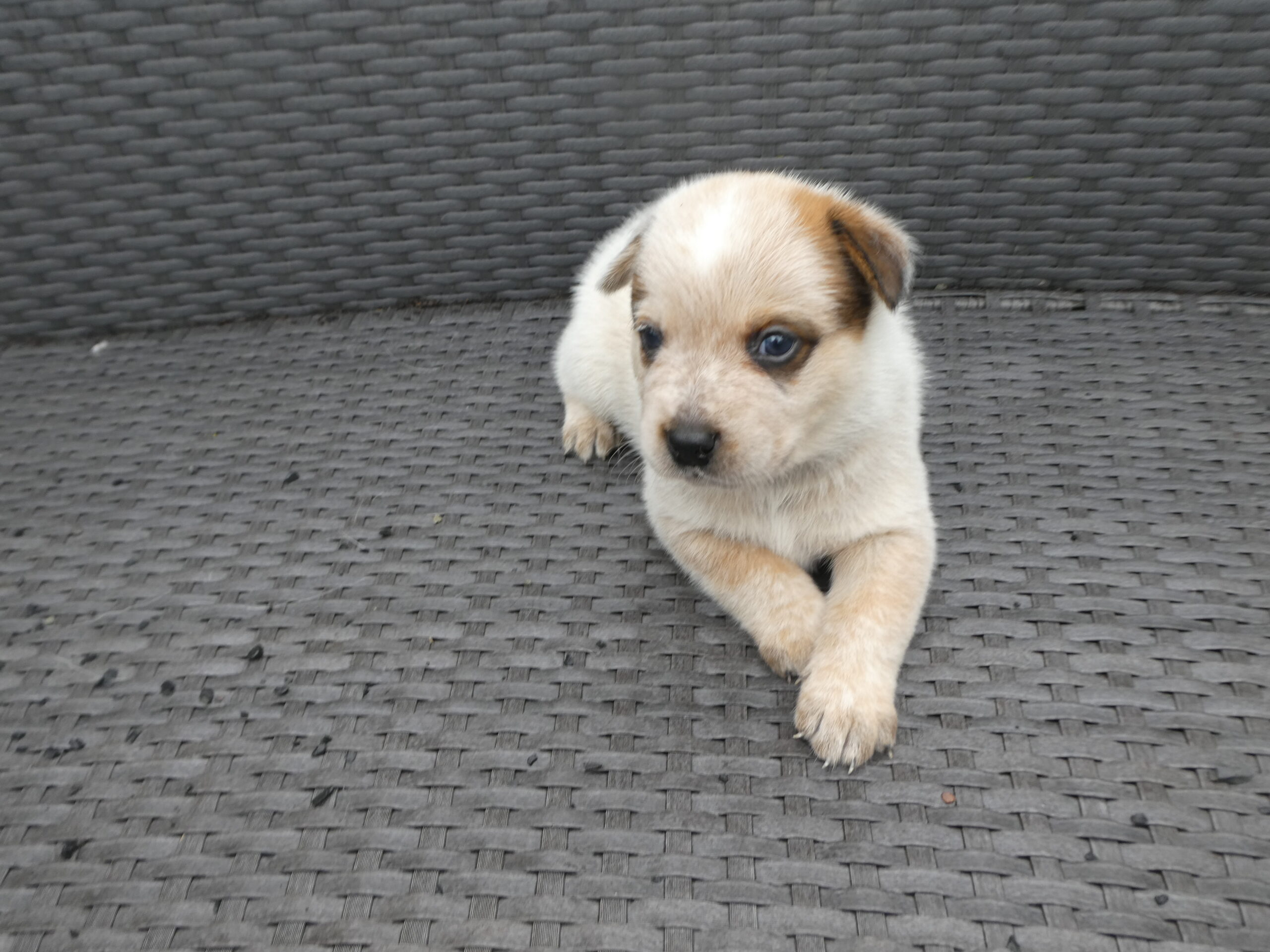 Purebred Australian Cattle dog puppies for sale Bundaberg Qld. Red male Australian Cattle dog puppy