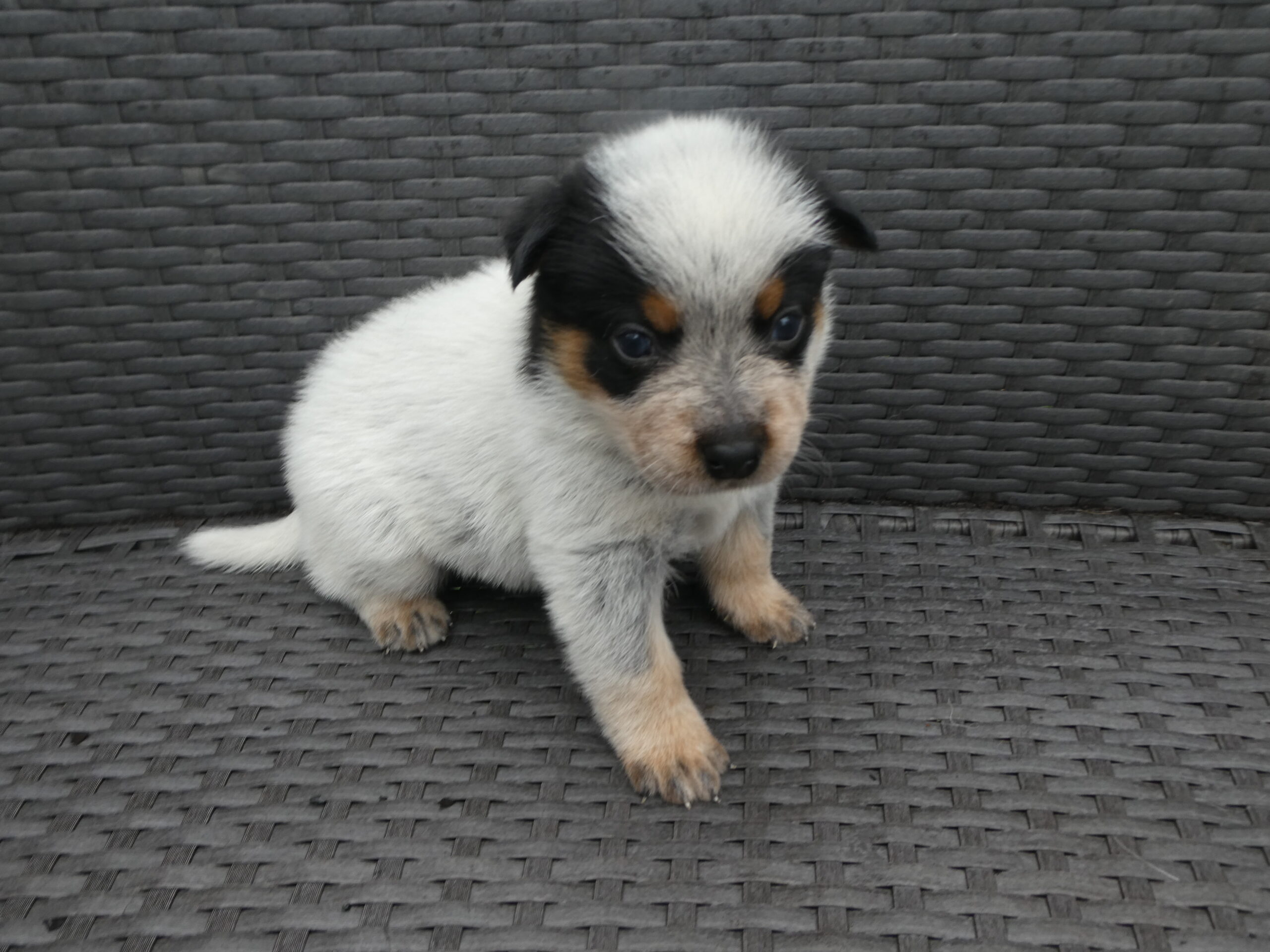 Purebred Australian Cattle dog puppies for sale Bundaberg Qld. Blue male Australian Cattle dog puppy